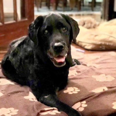 A profile photo featuring a black labrador